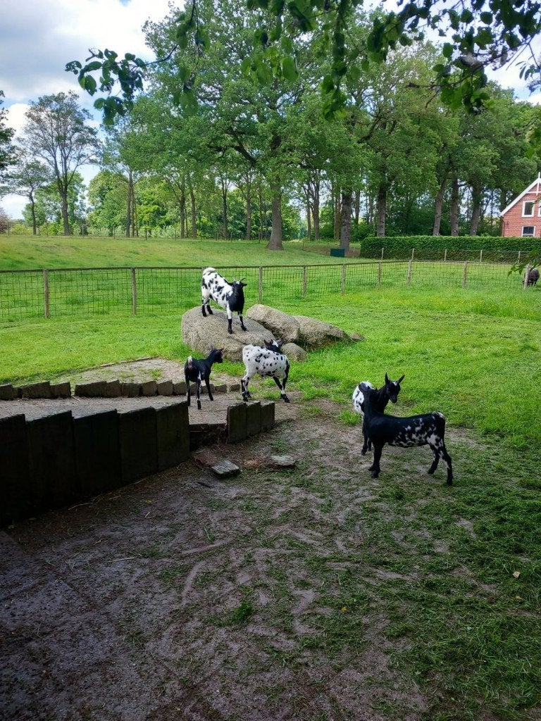 Te koop Mooie dwerggeiten, Dieren en Toebehoren, Schapen, Geiten en Varkens, Mannelijk, Geit