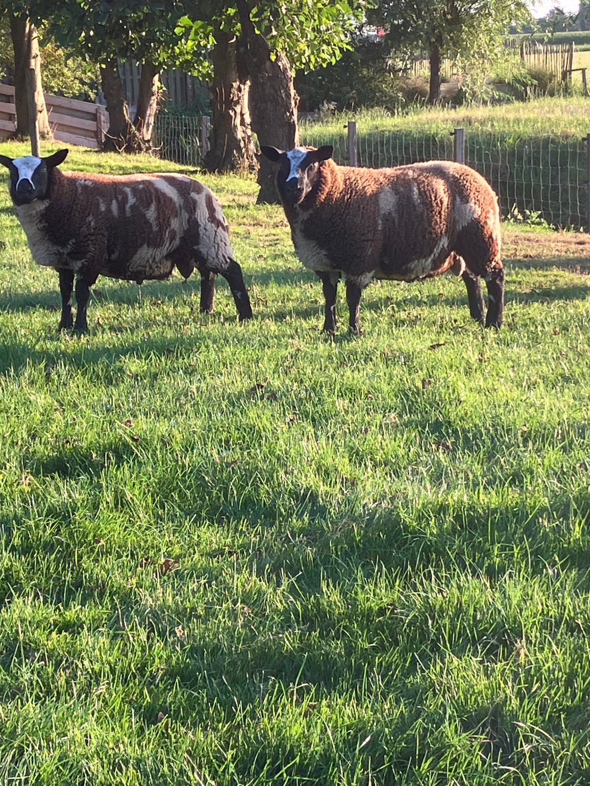 2 mooie bonte dekrammen, Dieren en Toebehoren, Mannelijk, Schaap
