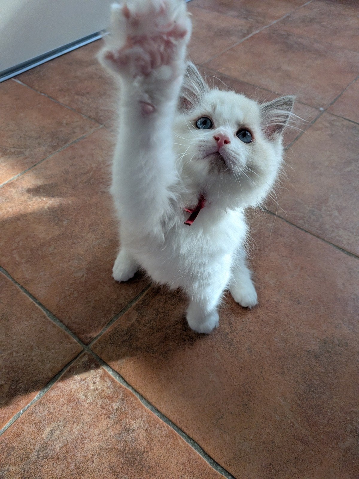 Ragdoll kater kitten met stamboom, Mag deze week verhuizen!, Kater, Met stamboom
