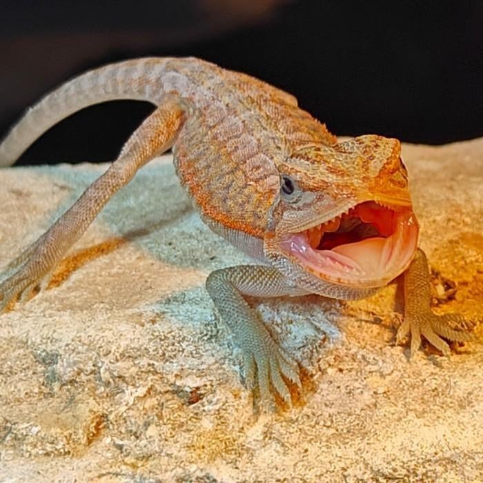 Pogona viticeps Bearded Dragon - unknown for sale from Dierenhandel EXOTICA