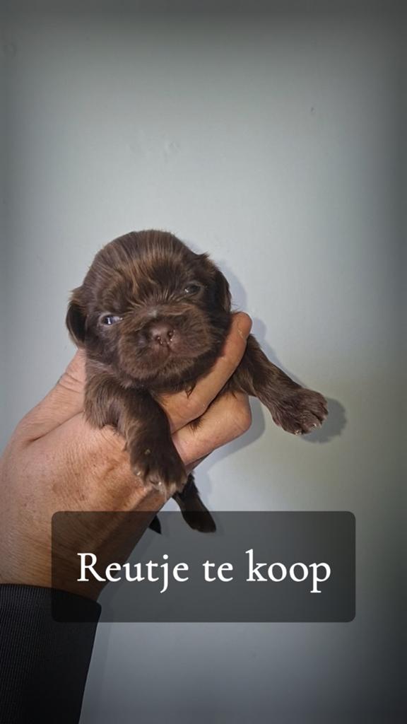 shih tzu pups (NOG 3 REUTJES OVER), Dieren en Toebehoren, Parvo, Overige rassen, 8 tot 15 weken, Meerdere