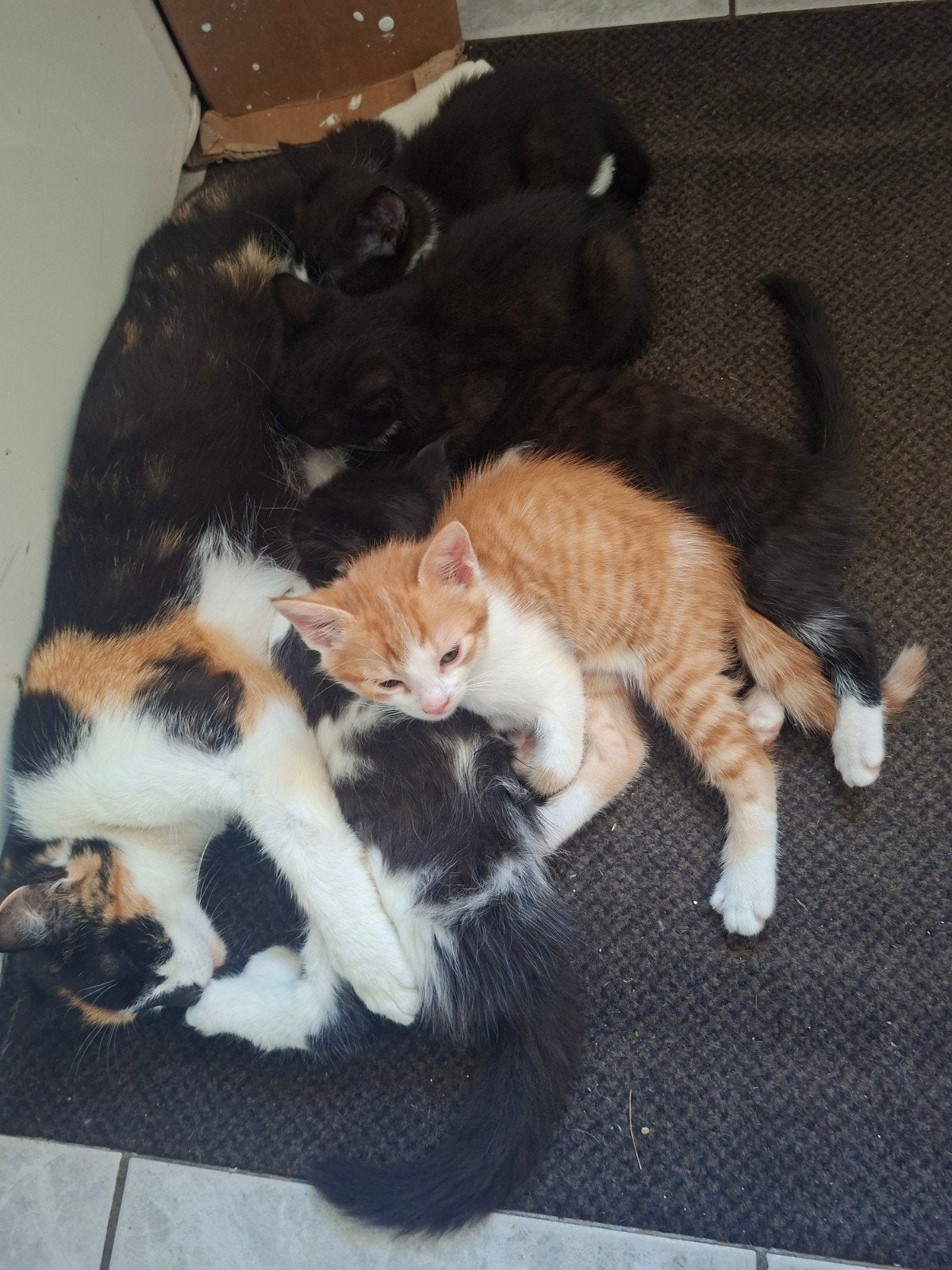 Mooie kittens van de boerderij, Dieren en Toebehoren, Meerdere dieren