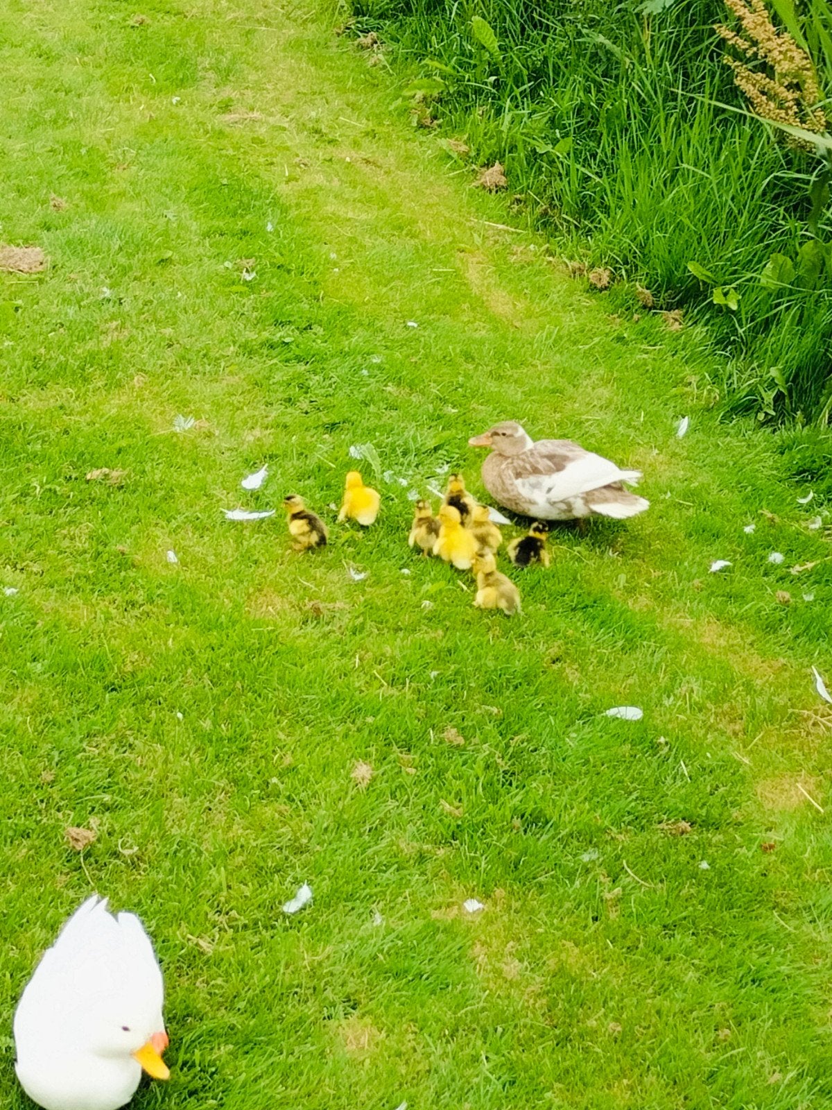 Kwakers te koop, Dieren en Toebehoren, Pluimvee, Meerdere dieren, Eend