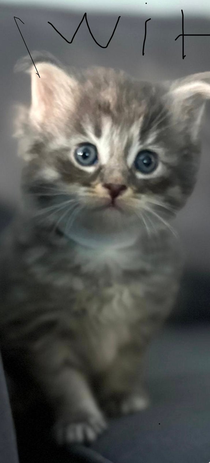 Main coon kittens, Poes, Langharig, 0 tot 2 jaar
