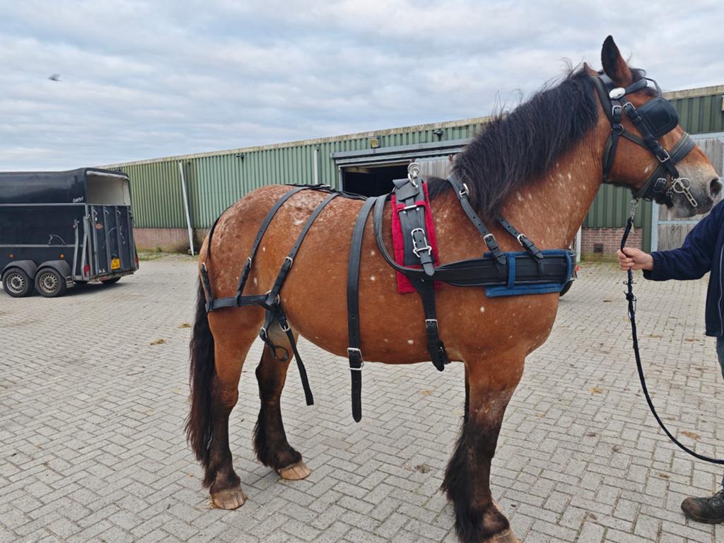 Ideal Mentuig xfull, Dieren en Toebehoren, Paarden en Pony's | Hoofdstellen en Tuigage, Ophalen, Gebruikt, Overige soorten