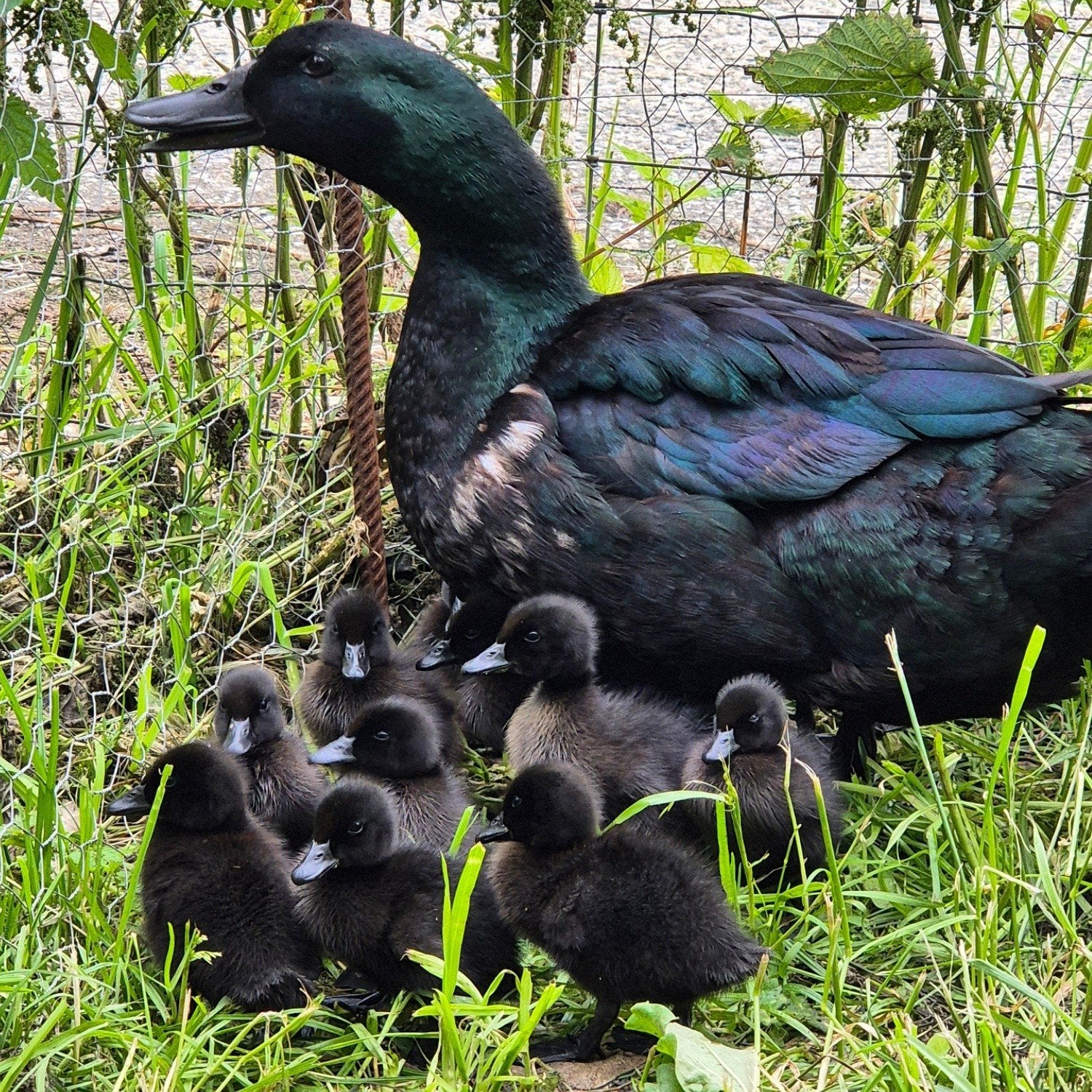 Cayuga eendjes, Meerdere dieren, Eend