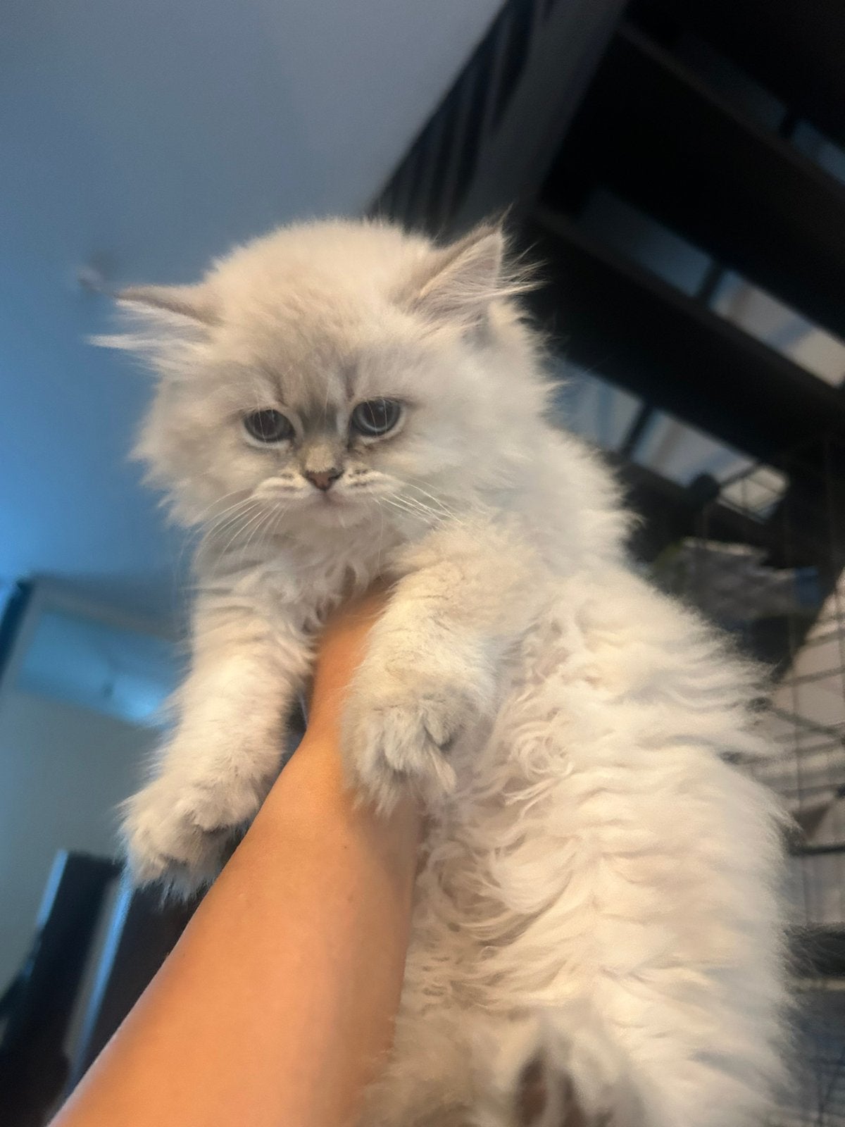 Britse langhaar colorpointjes, Dieren en Toebehoren, Katten en Kittens | Raskatten | Korthaar, Poes, Gechipt, 0 tot 2 jaar