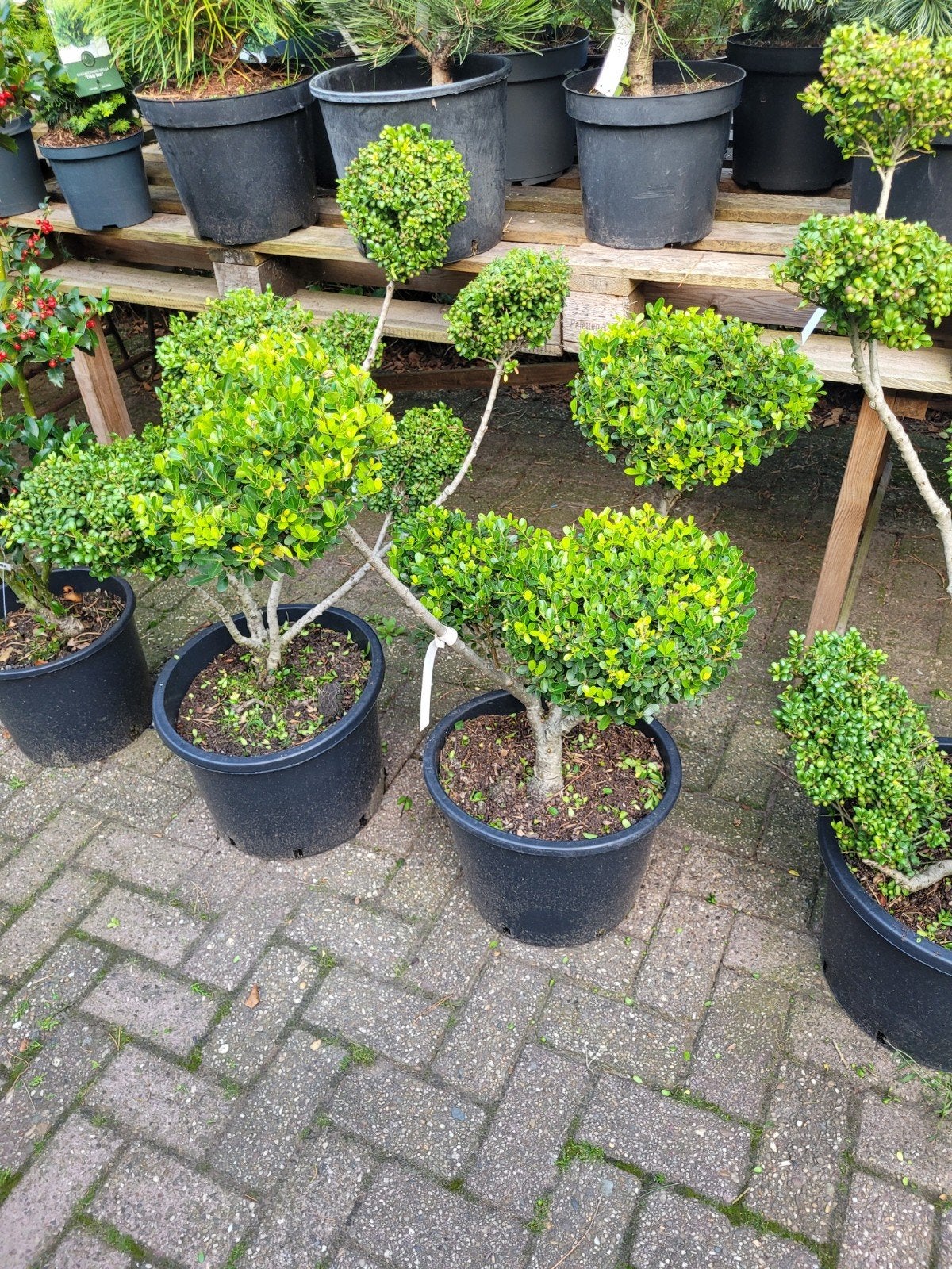 Ilex Crenata Vormsnoei - Japanse Hulst vanaf 79€, Vaste plant, Bloeit niet, Halfschaduw, Ophalen
