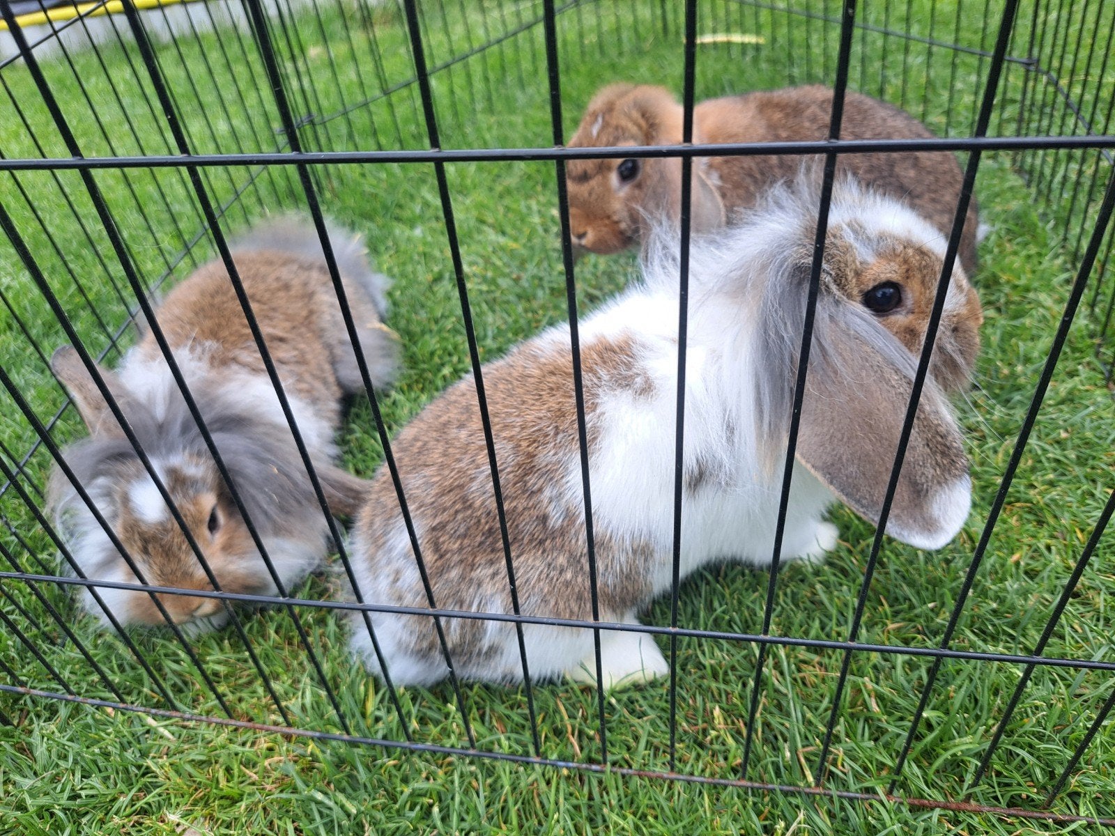 3 jonge dwerghangoorkonijnen 13 weken oud 1 ram en 2 ooitjes, Dieren en Toebehoren, Konijnen, Meerdere dieren, Dwerg, Hangoor