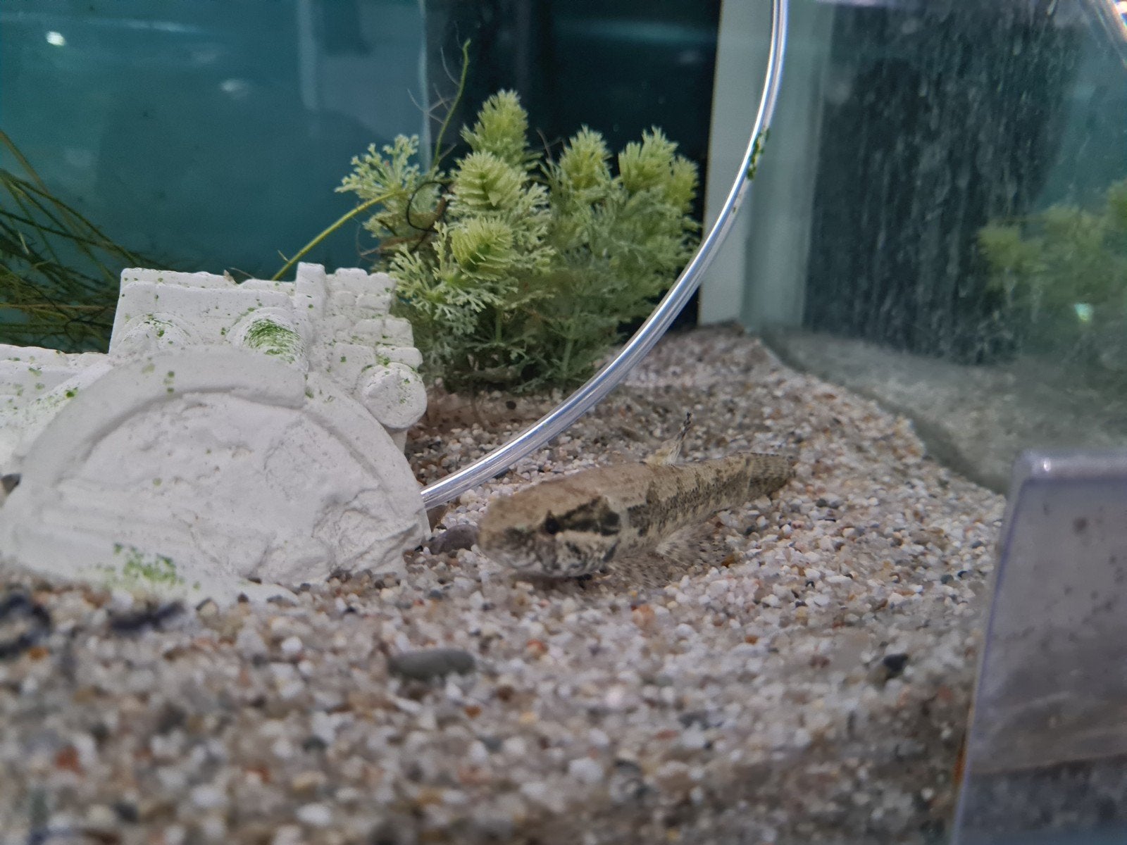 Hoplias Malabaricus, Wolfsvis, Forelzalm, Pataka, Dieren en Toebehoren, Vissen | Aquariumvissen, Vis, Zoetwatervis