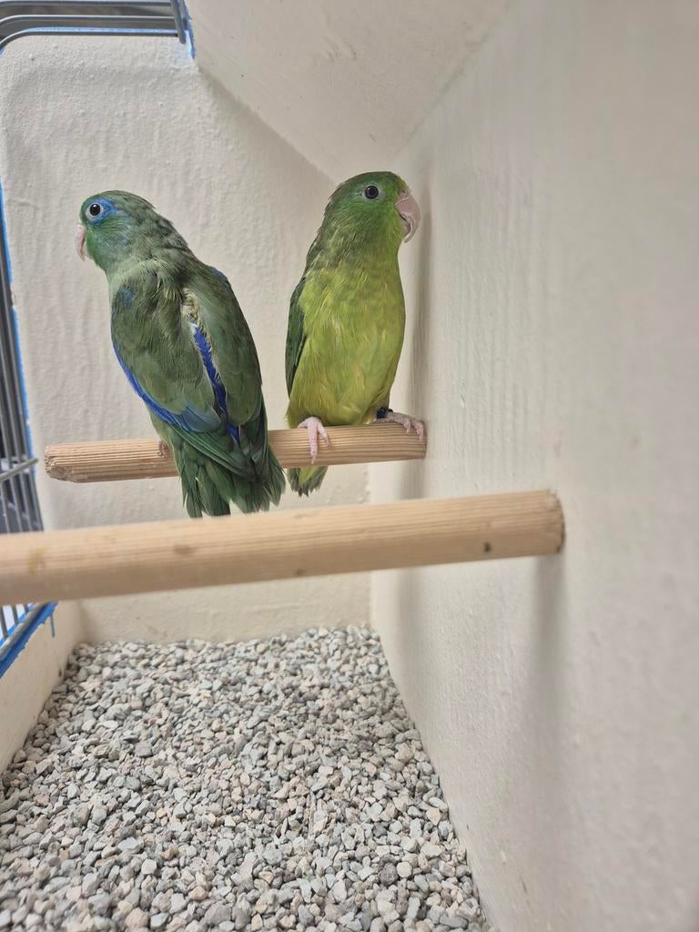 Koppel Oogring Forpussen, Dieren en Toebehoren, Vogels | Parkieten en Papegaaien, Meerdere dieren, Parkiet