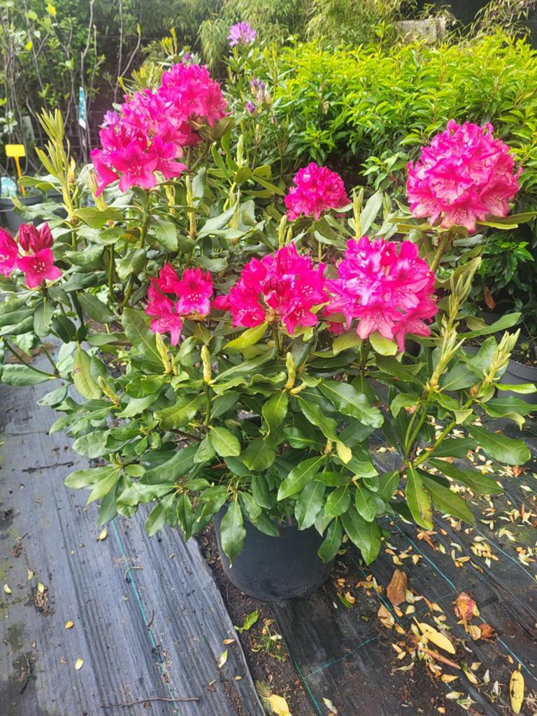 Zeer grote rhododendrons in vele kleuren, Tuin en Terras, Ophalen of Verzenden