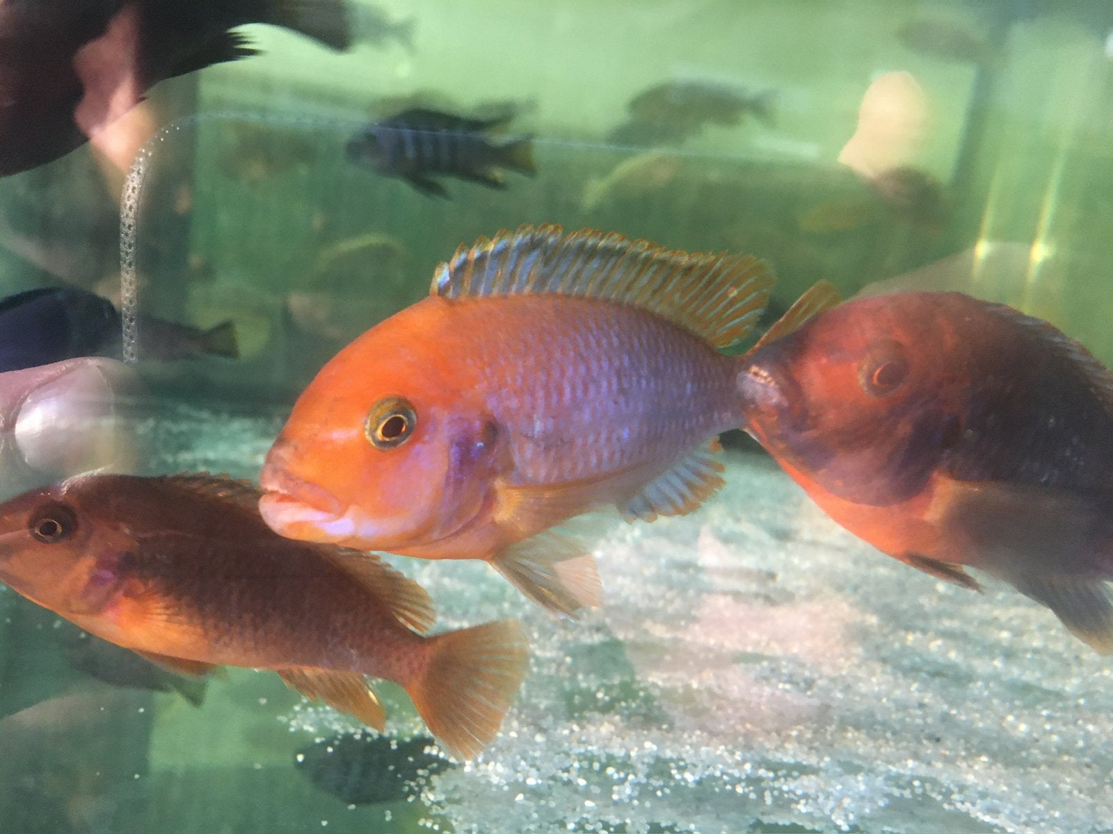 Lodotropheus sprengerae ( rusty’s), Vis