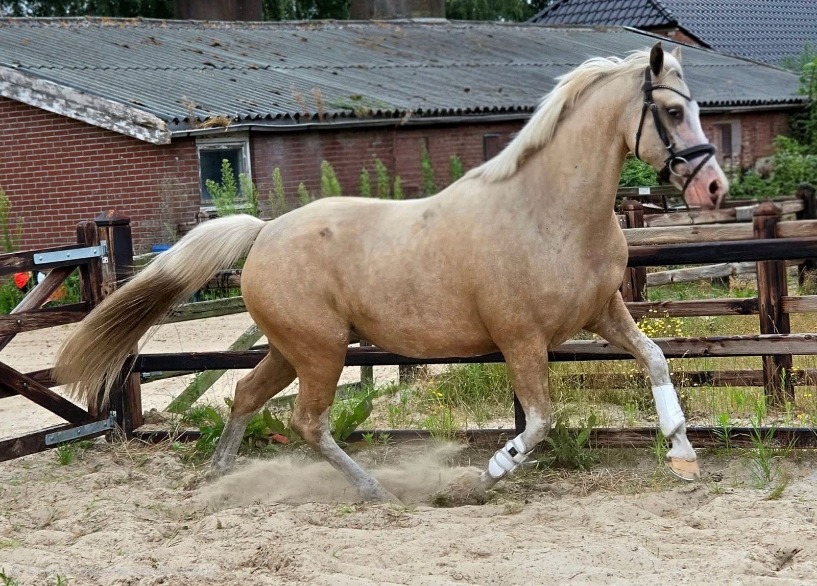 ##Super knappe palomino merrie 4 Jr drachtig v.RED VIPER##, Merrie, Met stamboom, Dressuurpaard, 3 tot 6 jaar