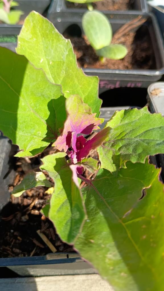 Boomspinazie, Ophalen, Volle zon, Groenteplanten, Eenjarig