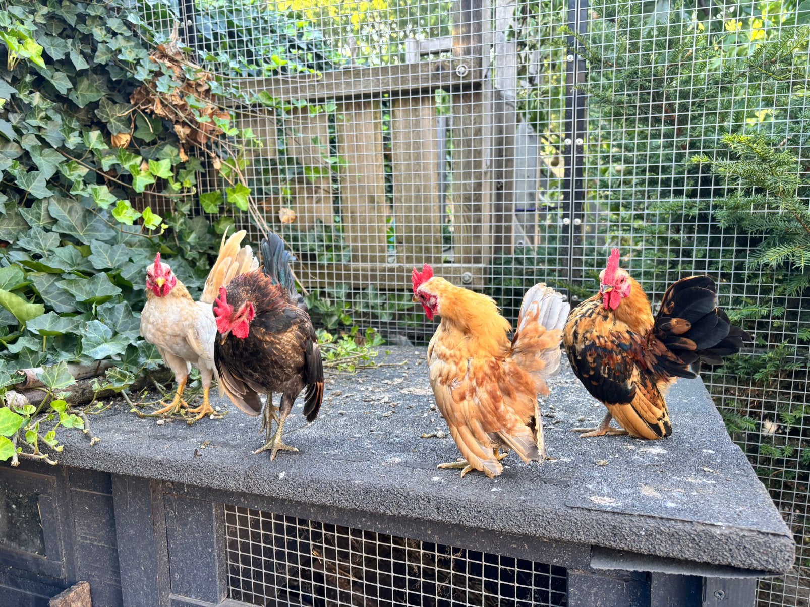 Serama hanen (14 weken), Dieren en Toebehoren, Pluimvee, Mannelijk, Kip