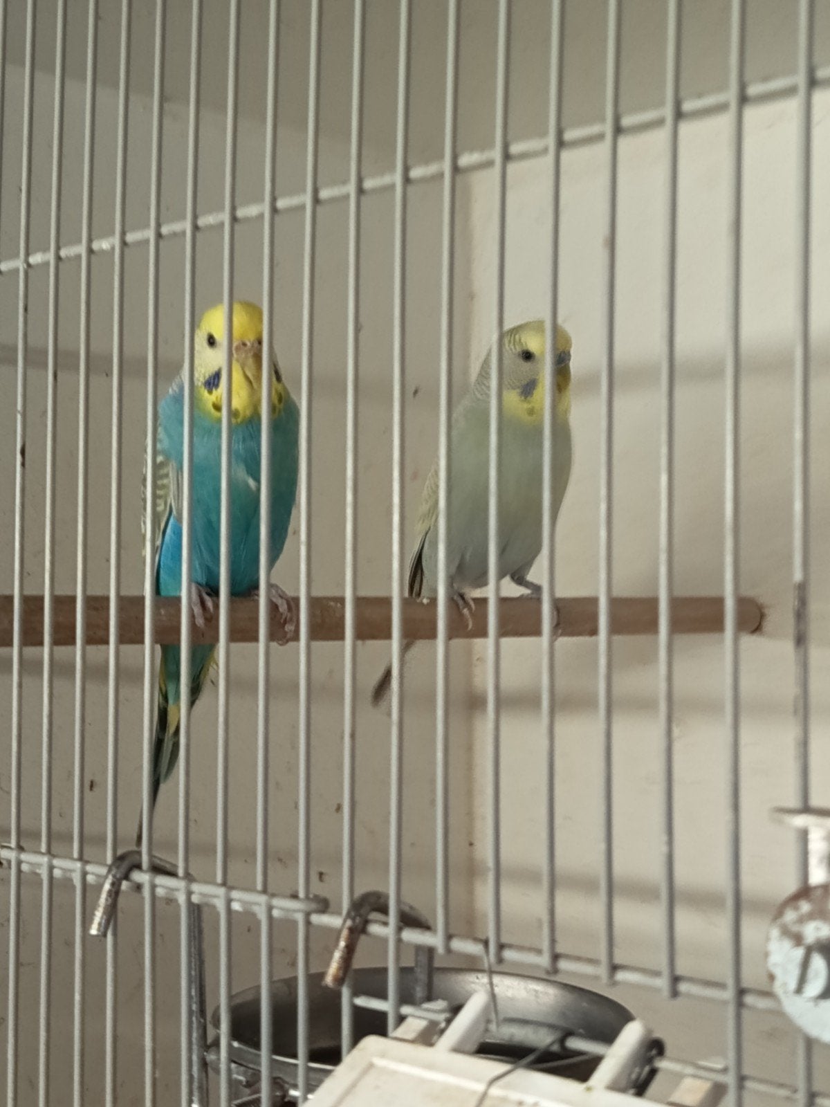 mooi kweek koppel grasparkieten, Meerdere dieren, Parkiet
