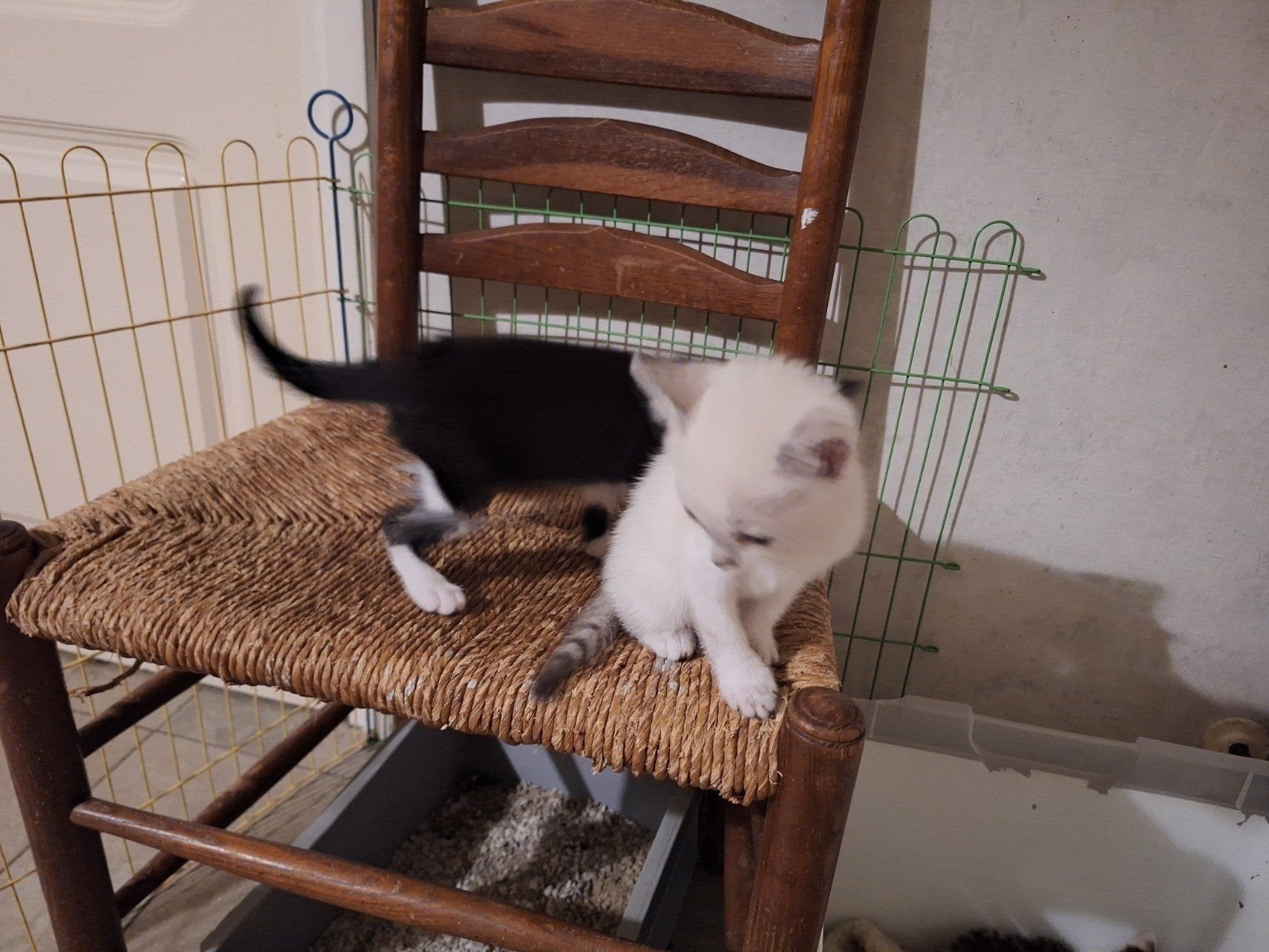 lieve kittens mogen gelijk weg, Meerdere dieren