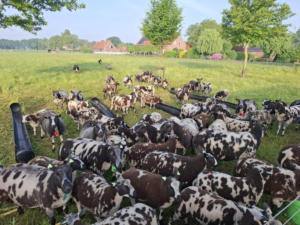 bonte rammen zwoegervrij en ARR/ARR, Dieren en Toebehoren, Meerdere dieren, Schaap, 0 tot 2 jaar
