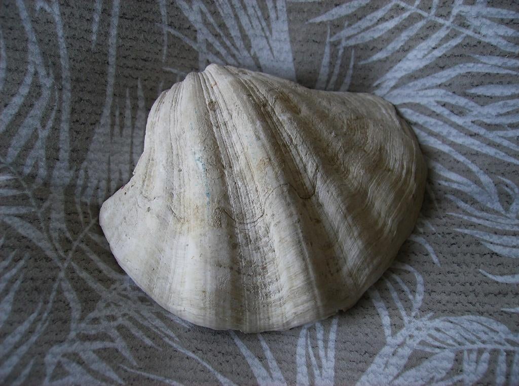 DOOPVONT SCHELP, MATEN: 20 CM BREED, LENGTE 15 CM, Verzamelen, Mineralen en Fossielen, Ophalen of Verzenden, Schelp(en)
