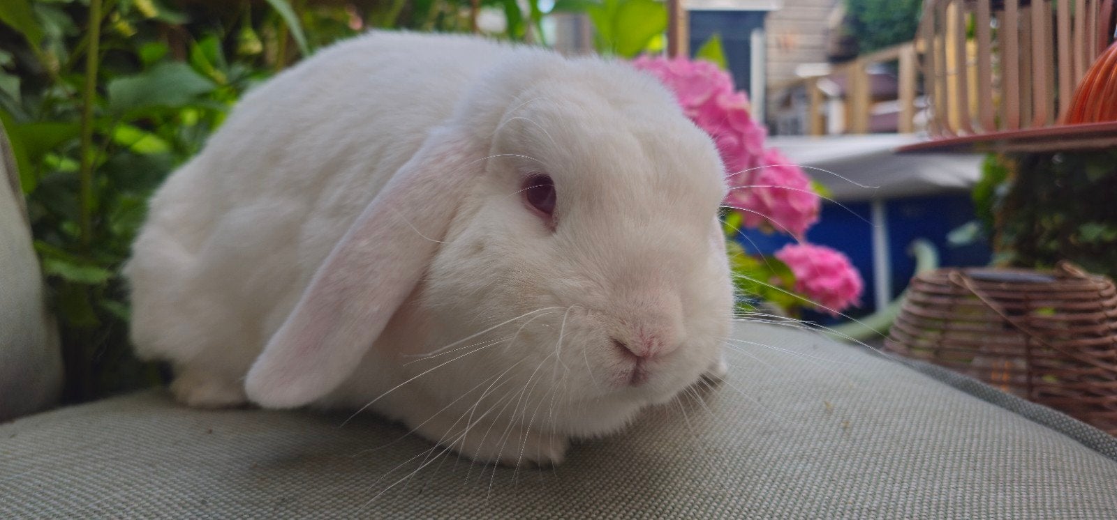 Lief minilop/nhd rammetje, Mannelijk, Klein, Hangoor, 0 tot 2 jaar