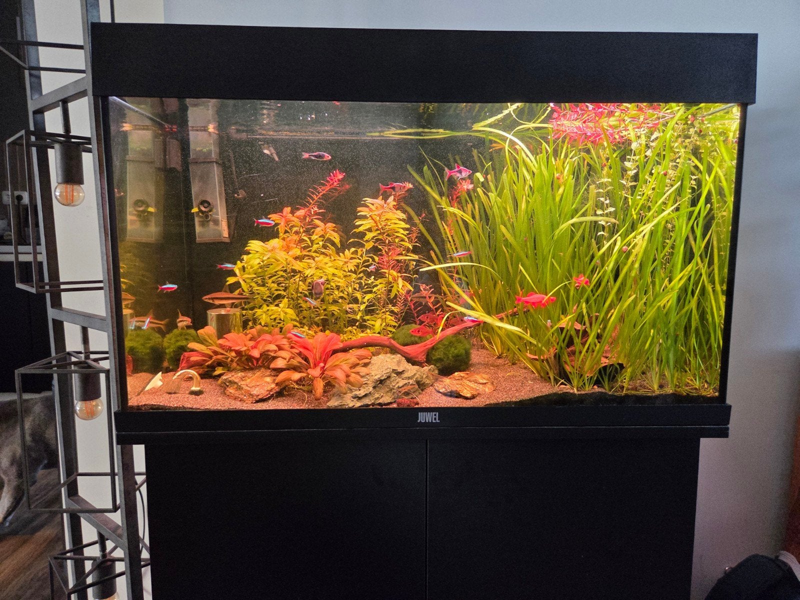 aqaurium 125l juwel met kast, Ophalen, Zo goed als nieuw, Gevuld zoetwateraquarium