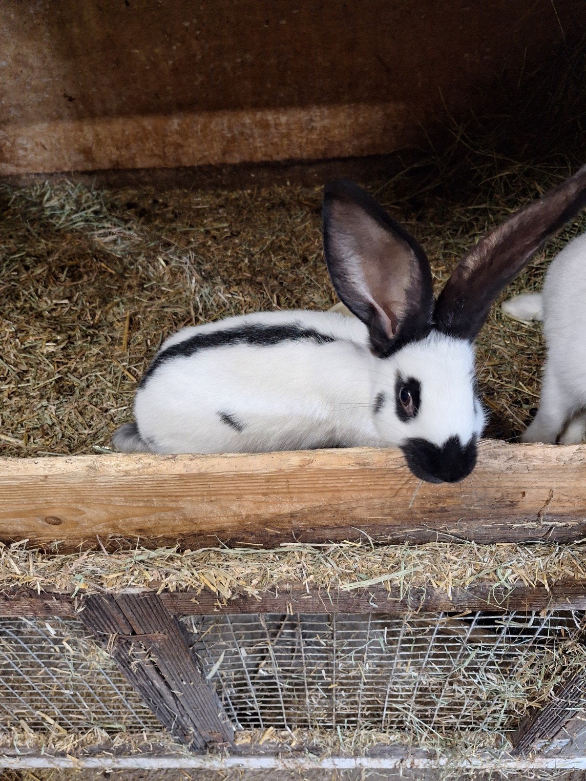 lotharinger GROOT jonge ram, Dieren en Toebehoren, Konijnen, Mannelijk, Groot, 0 tot 2 jaar