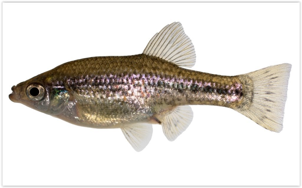 Ameca splendens, sterk, gezond, ziektevrij., Dieren en Toebehoren, Vis, Zoetwatervis, Schoolvis