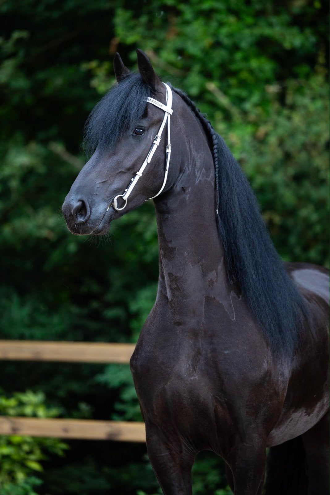 Grote 3-jarige Friese Stamboekmerrie, Merrie, 160 tot 165 cm, Dressuurpaard, 3 tot 6 jaar