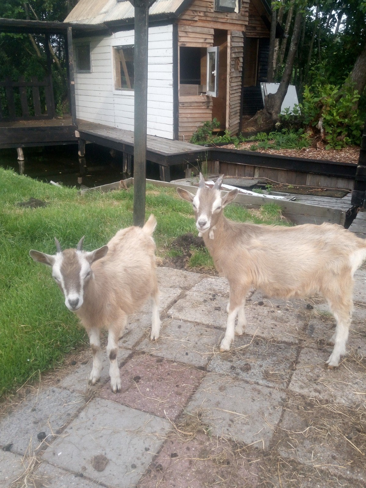 2 toggenburger lammen tweeling, Dieren en Toebehoren, Meerdere dieren, Geit, 0 tot 2 jaar