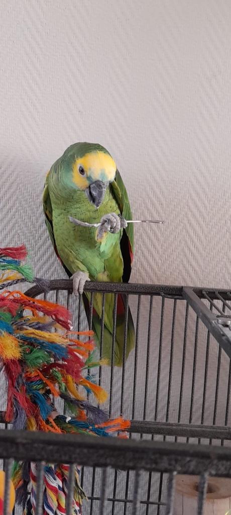 Goed huisje gezocht voor amazone papegaai, Mannelijk, Papegaai, Pratend