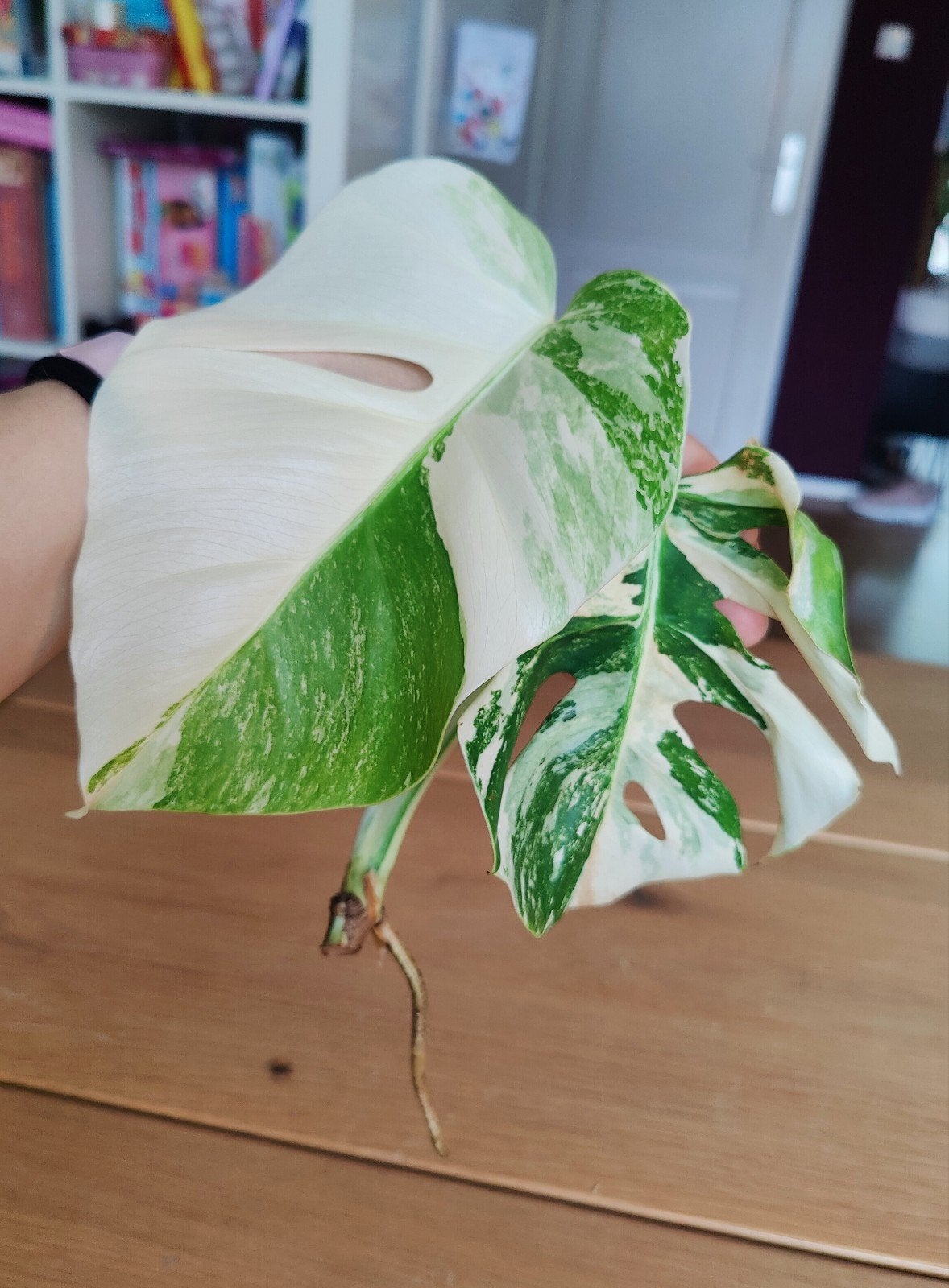 Monstera variegata kopstek halfmoon, Huis en Inrichting, Kamerplanten, Ophalen, Halfschaduw, Minder dan 100 cm