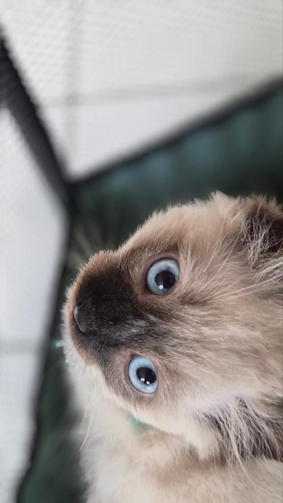 Super mooie Ragdoll kittens, Meerdere dieren, Ontwormd, 0 tot 2 jaar