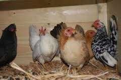 Hele kleine volwassen Krielkippen., Dieren en Toebehoren, Vrouwelijk, Kip