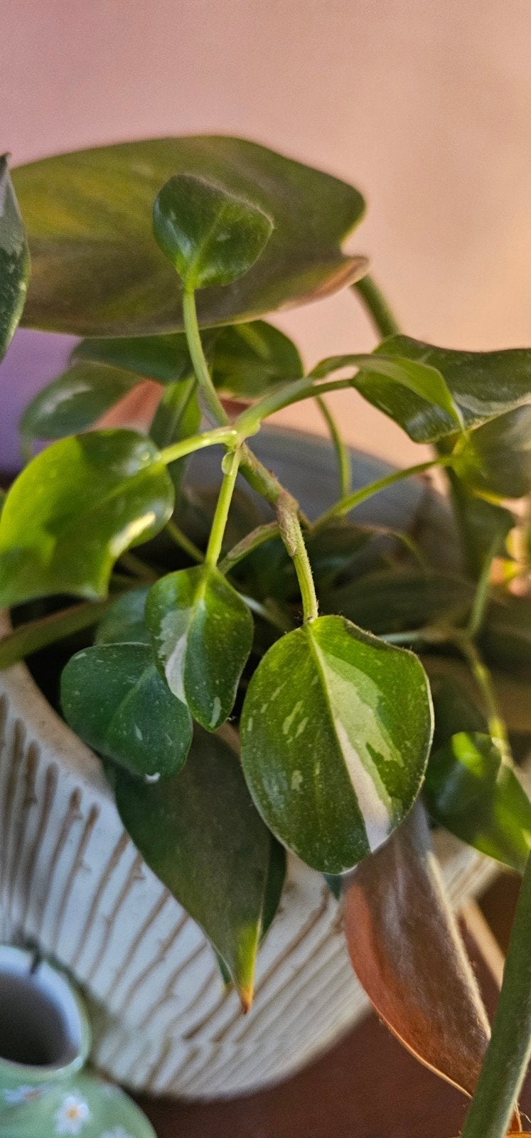 Stekje Philodendron Scandens Brazil variegata, Huis en Inrichting, Ophalen of Verzenden, Halfschaduw, Minder dan 100 cm