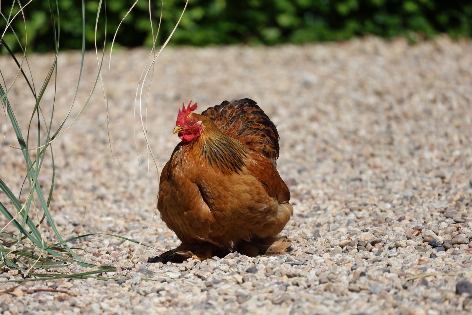 Cochin haantje, Dieren en Toebehoren, Mannelijk, Kip