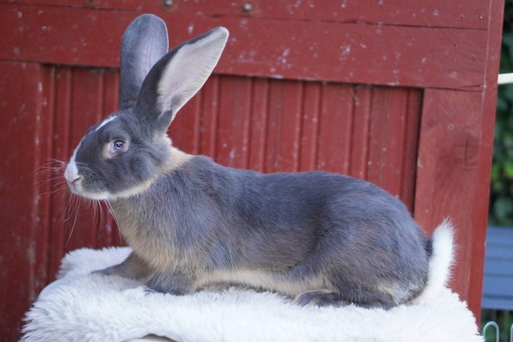 # Konijn duitse reus blue otter Tan #, Mannelijk, Groot, 0 tot 2 jaar