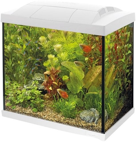 Aquarium met veel vissen, Ophalen, Zo goed als nieuw, Gevuld zoetwateraquarium