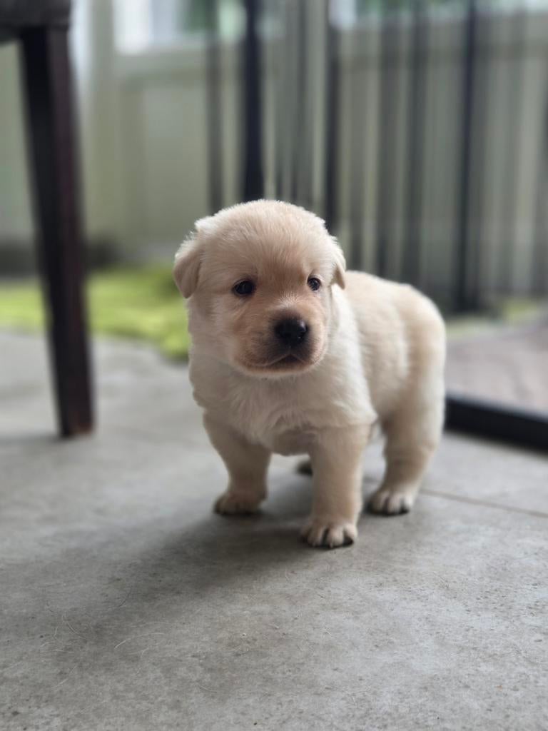 Nog 3 reuen beschikbaar, Dieren en Toebehoren, Parvo, Reu, 8 tot 15 weken, Labrador retriever