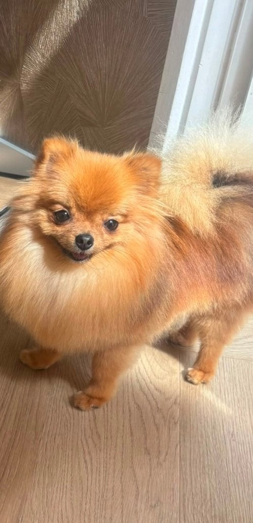 Pomeriaan  Teefje, 1 tot 2 jaar, Teef, Eén hond, Nederland