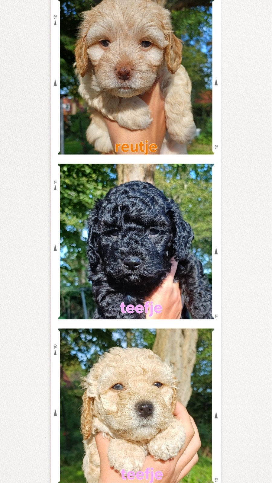 Lieve Doodle pups, Overige rassen, CDV (hondenziekte), 8 tot 15 weken, Meerdere