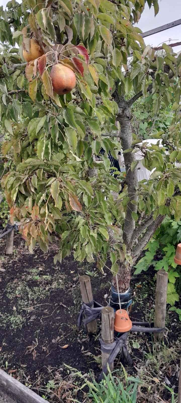 Perenboom - Oude variëteit met heerlijke peren, Ophalen, Overige soorten, Struik, 100 tot 250 cm