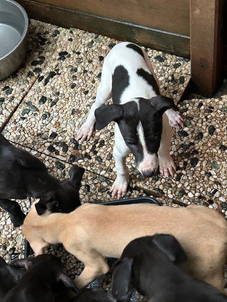 whippet x greyhound pups., Whippet, 8 tot 15 weken, Meerdere, Meerdere dieren
