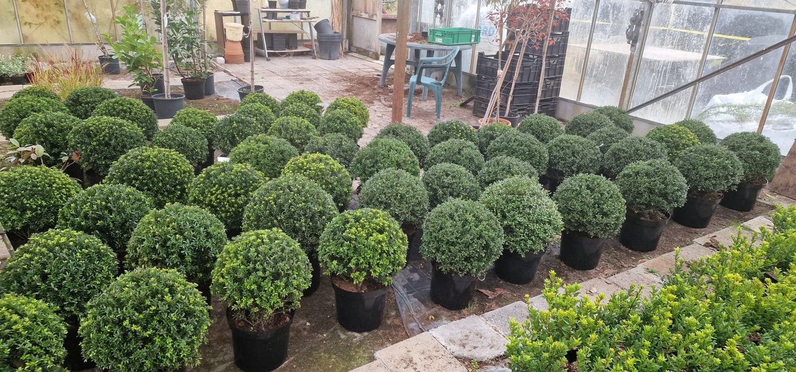Ilex bollen, Tuin en Terras, Ophalen, Hulst, Minder dan 100 cm