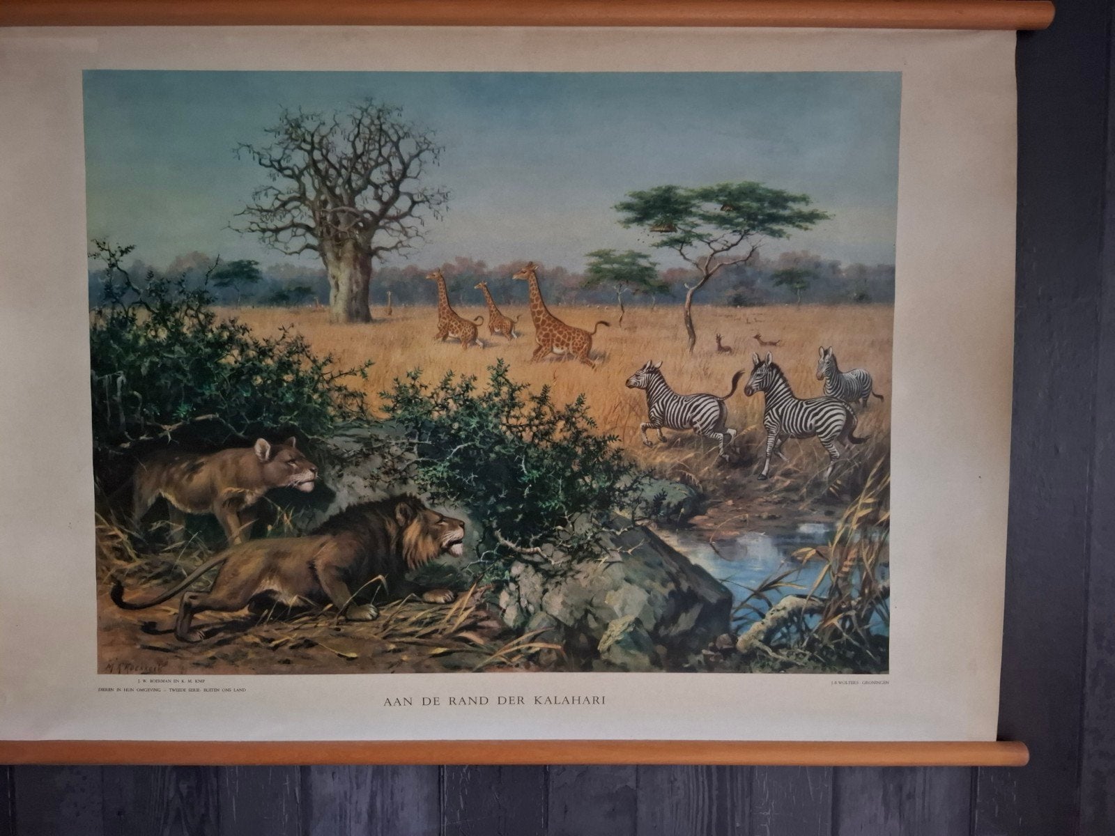schoolplaat 'Aan de rand der Kalahari' - J.B. Wolters, Antiek en Kunst, Ophalen, Natuur en Biologie