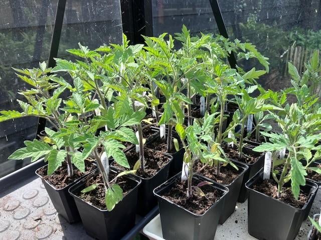 Tomaten planten, Tuin en Terras, Planten | Tuinplanten, Ophalen, Volle zon, Groenteplanten, Eenjarig