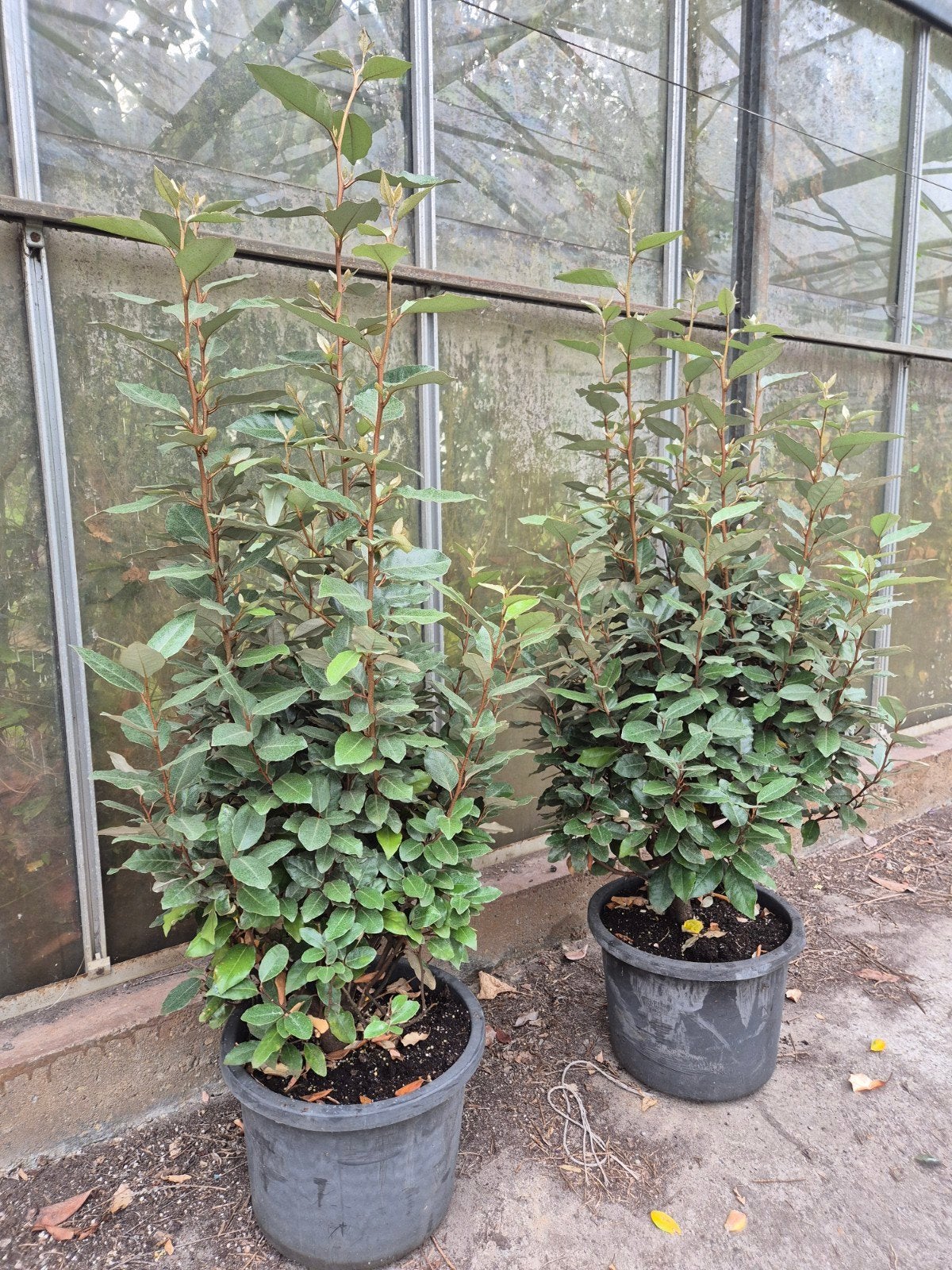 Forse olijfwilg compacta haagplanten 100-120 cm, Ophalen of Verzenden, Overige soorten, 100 tot 250 cm
