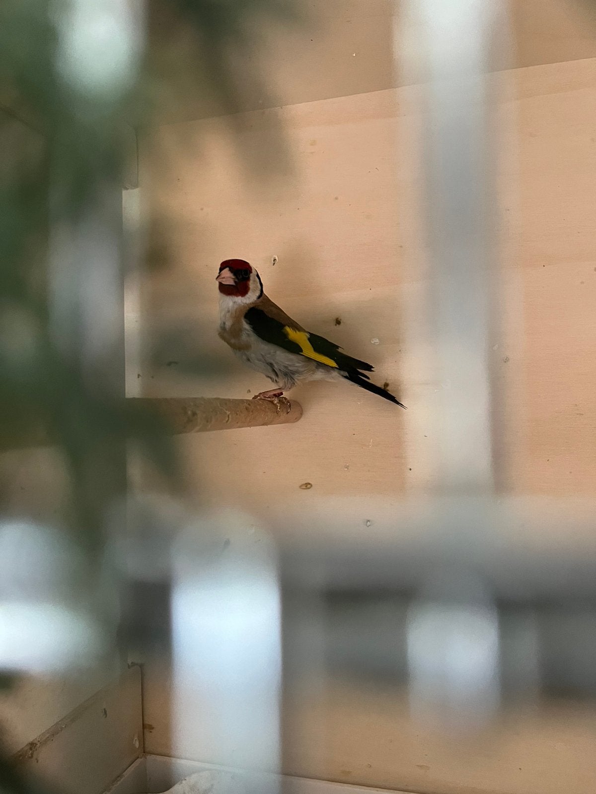 Prachtige Parva putter man uit 2024 gezonde, geringde vogel, Mannelijk, Wildzangvogel
