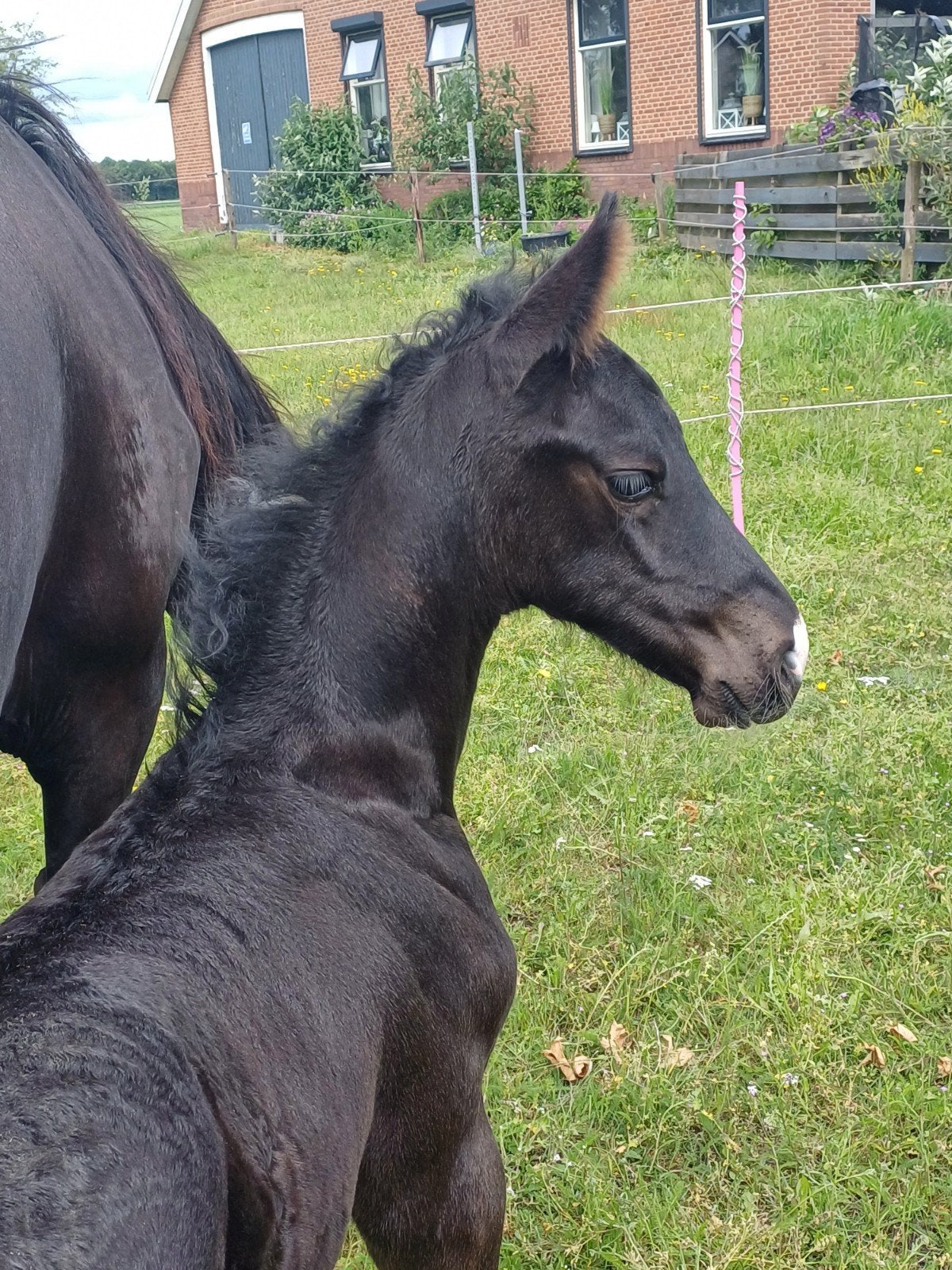 ️Oreo (barock pinto hengst veulen), Dieren en Toebehoren, Hengst, Niet van toepassing, Minder dan 160 cm, 0 tot 2 jaar