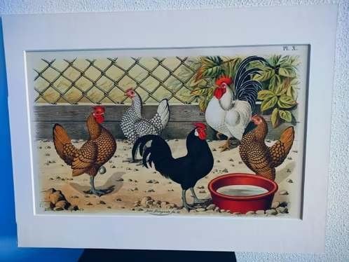 Litho Nuyens Bungartz Lubbert Pluimvee Vogels Kip Haan 1883, Ophalen of Verzenden